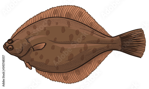 Vector illustration of flounder. Flatfish isolated on a white background.