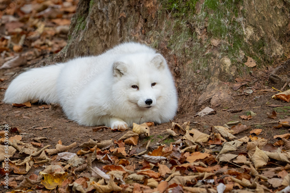 Fototapeta premium artic fox in automn on leaves in a forest