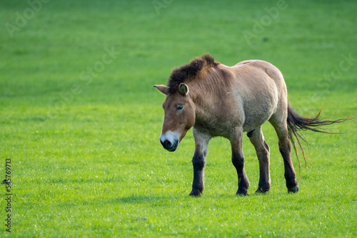 Przewalski's horse in a field