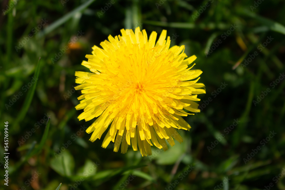 yellow dandelion in dark green grass top view yellow dandelion in dark green grass top view