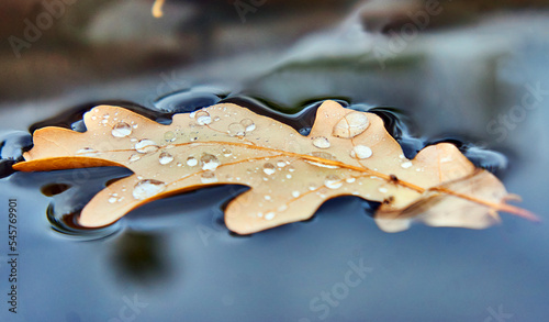Oak leaves float on water in cold autumn.