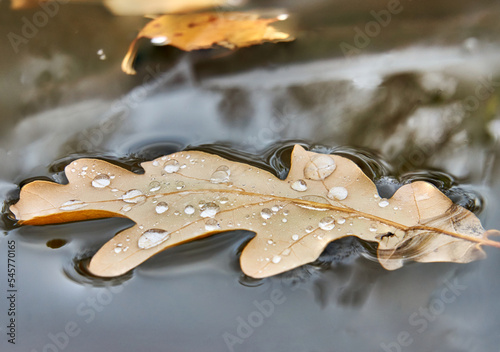 Oak leaves float on water in cold autumn.