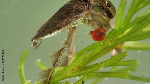 eine schwimmwanze in einem teich fängt eine wassermilbe und saugt sie aus, mehrere szenen, 50 fps, ilyocoris cimicoides photo