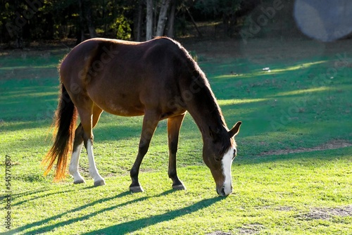 NOVA a Tennessee Walking horse bay mare