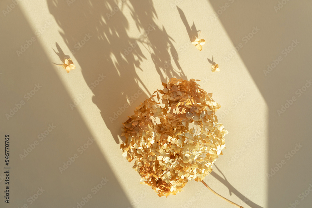 Dry orange hydrangea flowers in sunlight and shadow on a beige background top view. Floral greeting card natural floral background.