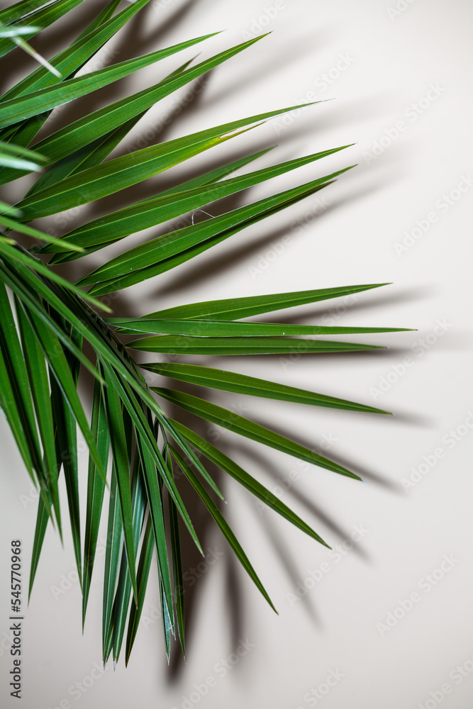 Palm leaf on the white background