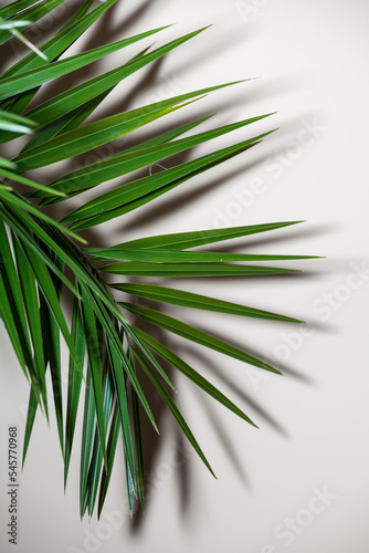 Obraz na płótnie Palm leaf on the white background w salonie