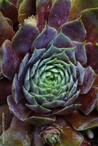 rojnik Feldmeier Feldmaier Sempervivum photo