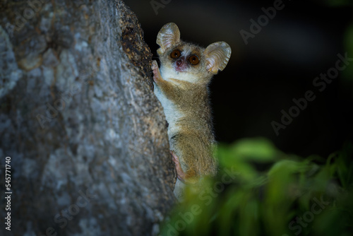 Grey Mouse Lemur - Microcebus murinus also Gray or Lesser mouse lemur, night lemur on the tree, dark black Kirindy Forest, endemic animal in Madagascar, small mammal with big eyes on the tree trunk. photo