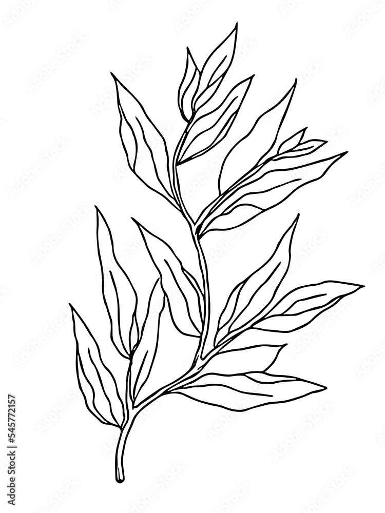 Obraz premium Plant drawing, modern design. Abstract Plant Art design for print, cover, wallpaper. PNG illustration
