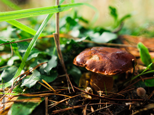 porcini mushrooms grow in the forest in autumn. white mushroom of green grass and needles. brown mushroom