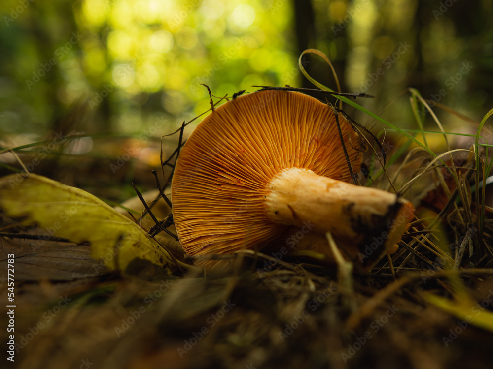 orange mushroom among the grass. fresh natural mushroom in the autumn