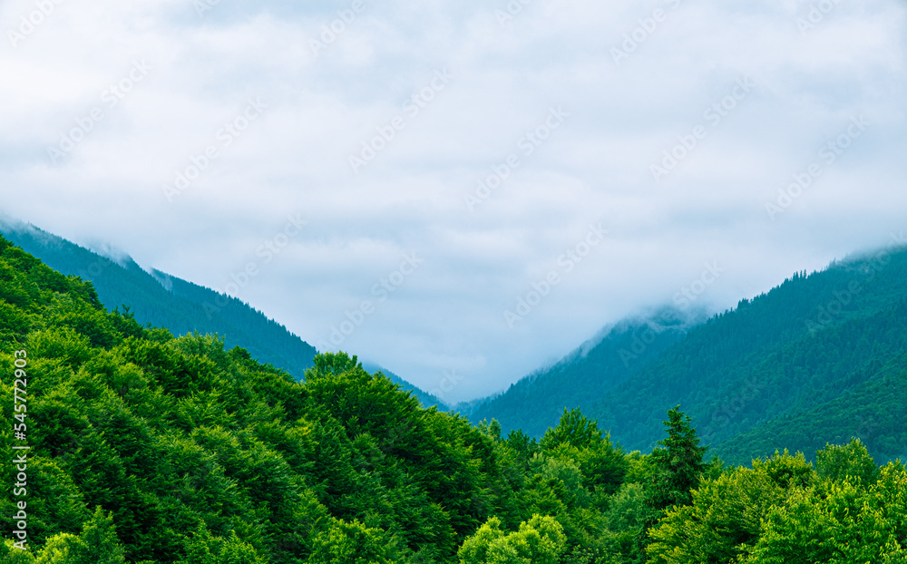 Raining in Mountains, Foggy Forest, Heavy Mystical Fog Raining in Mountains, Foggy Forest, Heavy Mystical Fog