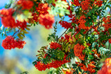 beautiful spring rowan, spring colors, wake up in spring, life, joy orange, rowanberry,