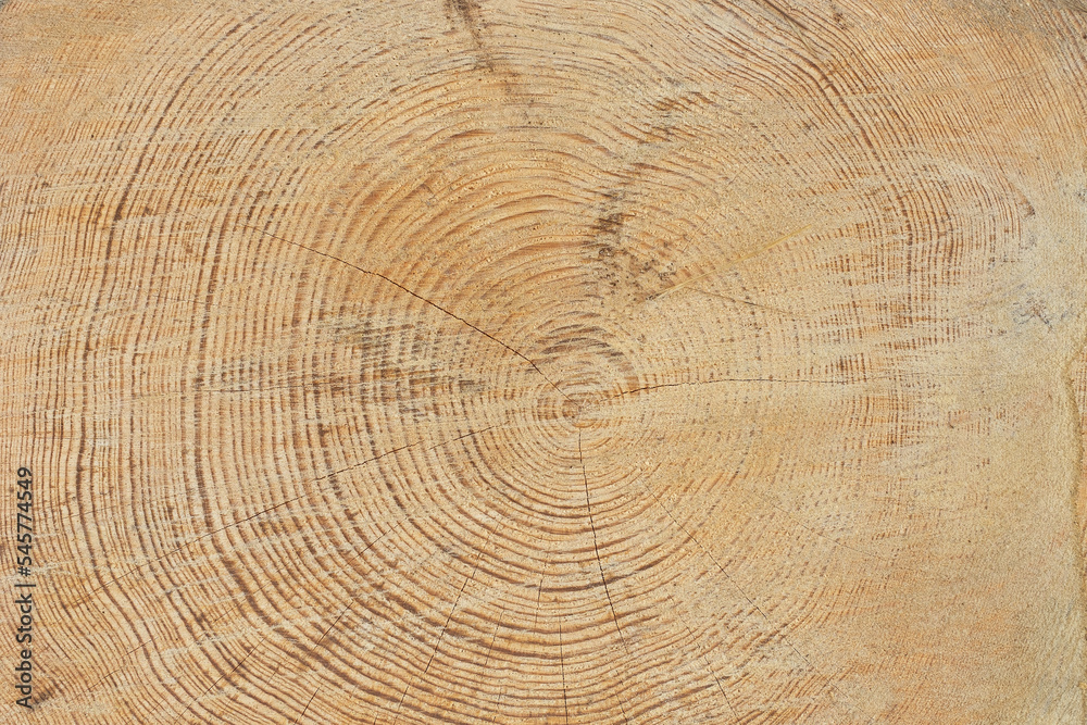 Texture of tree trunk cross section. Texture of tree trunk cross section.
