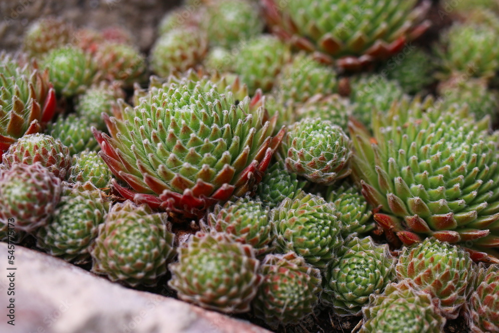 Sempervivum arachnoideum 'Koko Flanel' rojnik pajęczynowaty