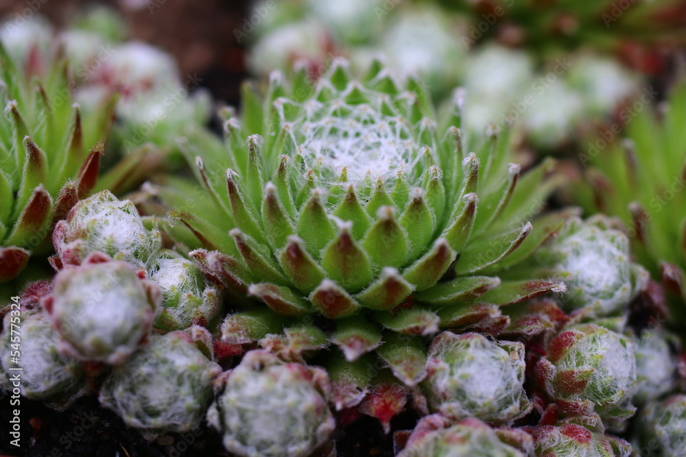 Sempervivum arachnoideum 'Koko Flanel' rojnik pajęczynowaty Sempervivum arachnoideum 'Koko Flanel' rojnik pajęczynowaty