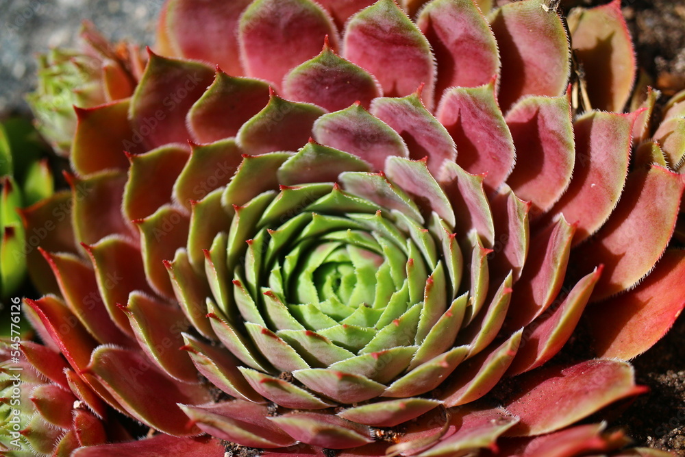 Fototapeta premium rojnik Sempervivum 'Dr. Fritz Köhlein'