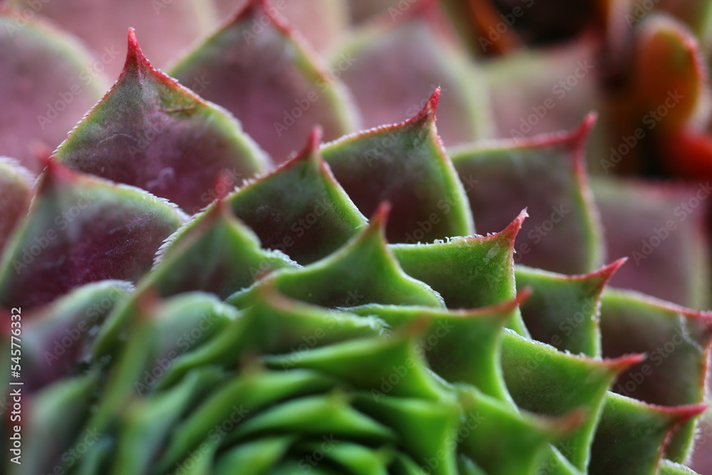 rojnik Sempervivum 'Dr. Fritz Köhlein' rojnik Sempervivum 'Dr. Fritz Köhlein'