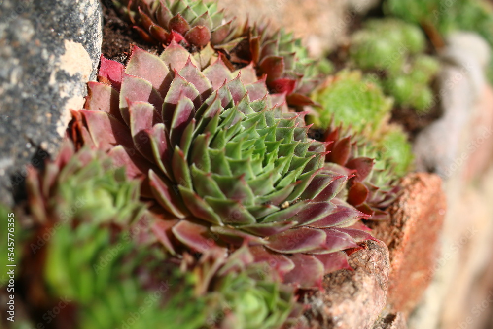 rojnik Sempervivum 'Dr. Fritz Köhlein' rojnik Sempervivum 'Dr. Fritz Köhlein'