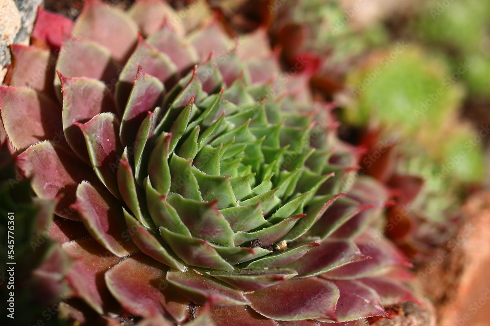 rojnik Sempervivum 'Dr. Fritz Köhlein'