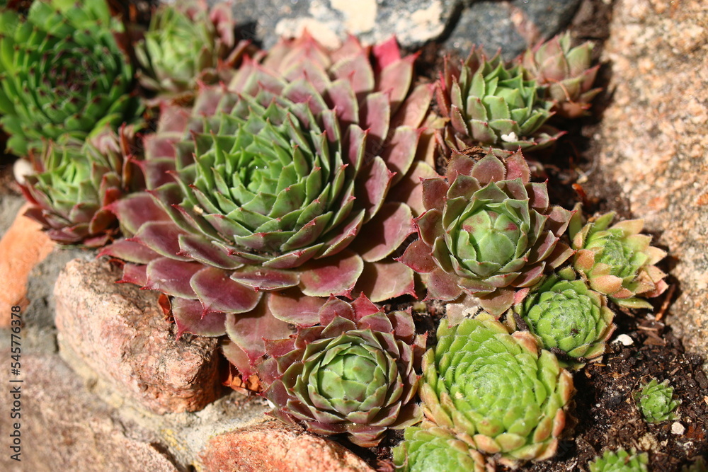 rojnik Sempervivum 'Dr. Fritz Köhlein' rojnik Sempervivum 'Dr. Fritz Köhlein'