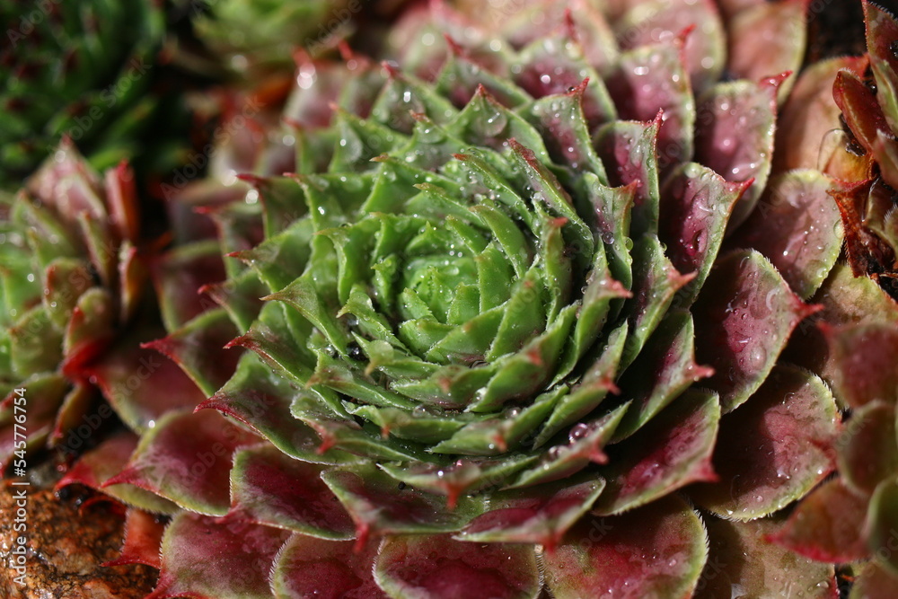 rojnik Monika Sempervivum rojnik Monika Sempervivum
