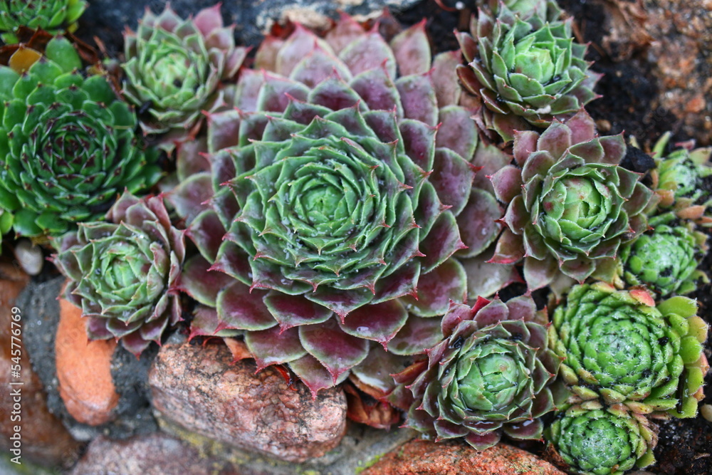 rojnik Monika Sempervivum rojnik Monika Sempervivum