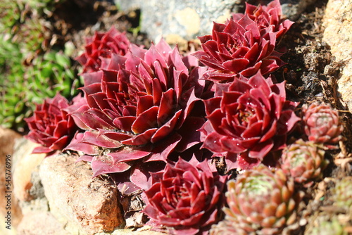 rojnik Monika Sempervivum photo