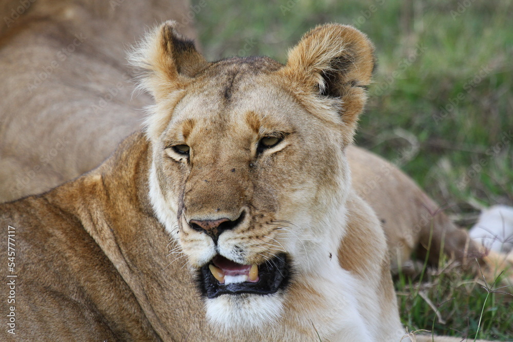 Fototapeta premium Portrait of a lioness resting on green grass with her mouth open and eyes closed