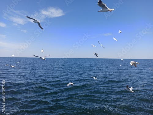 seagulls flying over the sea