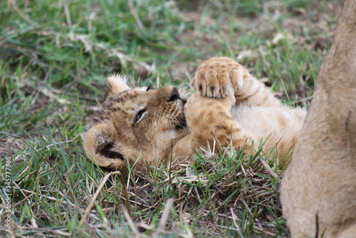 Baby lion cub playing with his older sibling