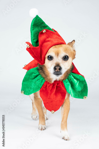 Chihuahua dressed in a cute elf costume on white background © BrookelynnBliss