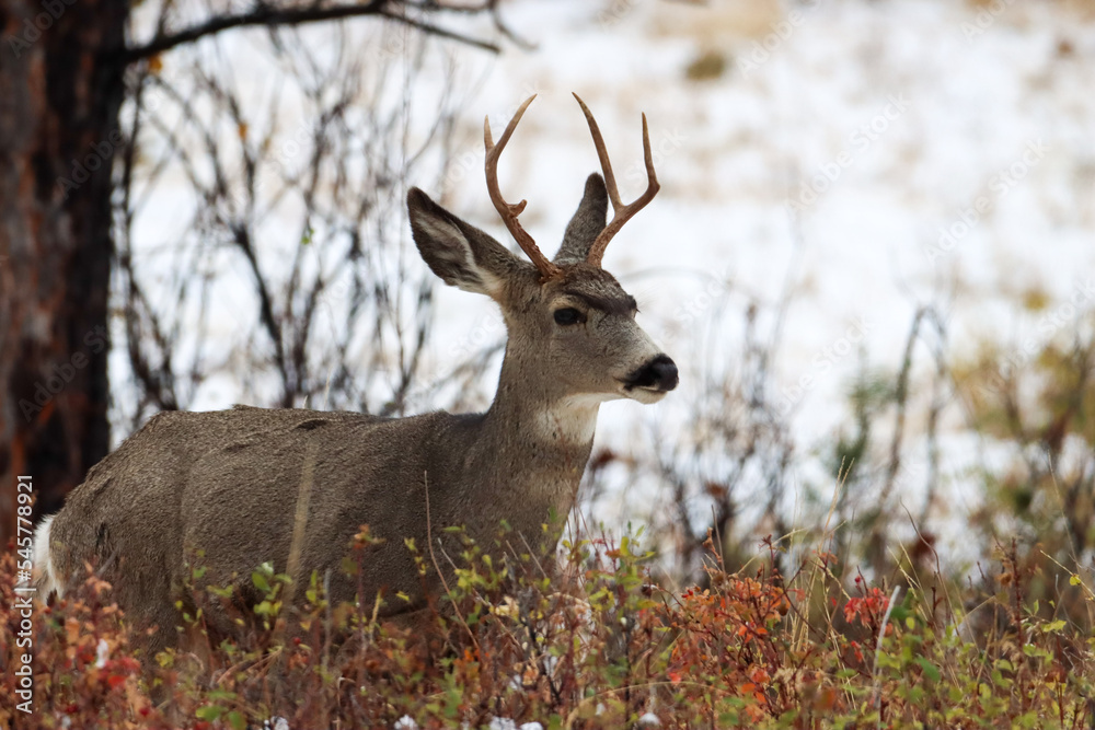 Fototapeta premium deer in the woods