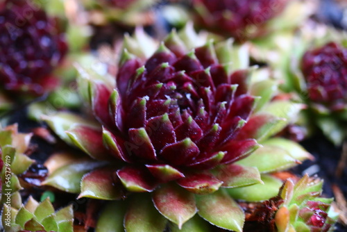 rojnik Sempervivum 'Dr. Fritz Köhlein'