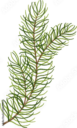 Pine branch watercolor illustration
