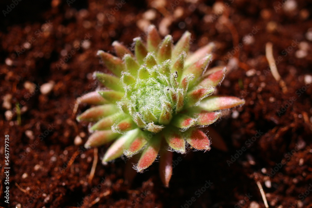 Fototapeta premium Sempervivum arachnoideum 'Sprite' rojnik pajęczynowaty