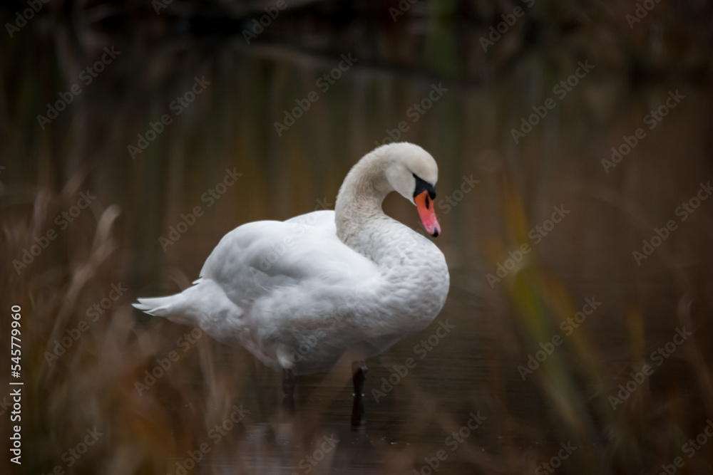 swan on the lake swan on the lake