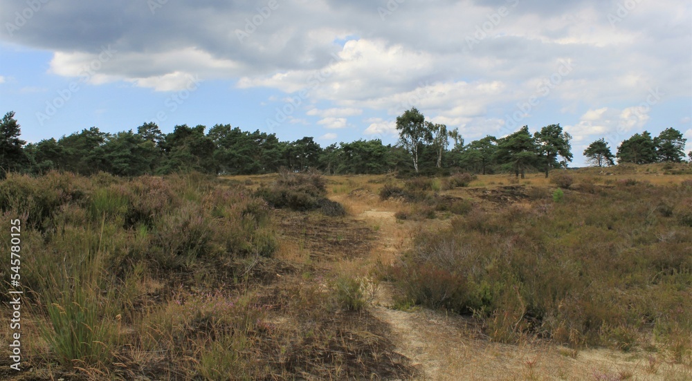 a moor landscape in Belgium with a path between purple heath and a forest and blue sky in the background
