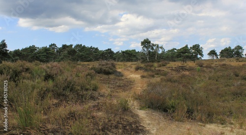 a moor landscape in Belgium with a path between purple heath and a forest and blue sky in the background