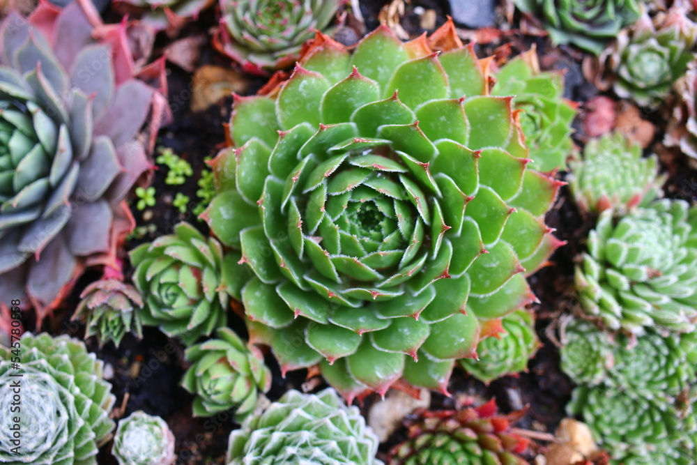 rojnik Sempervivum SAMADHI rojnik Sempervivum SAMADHI