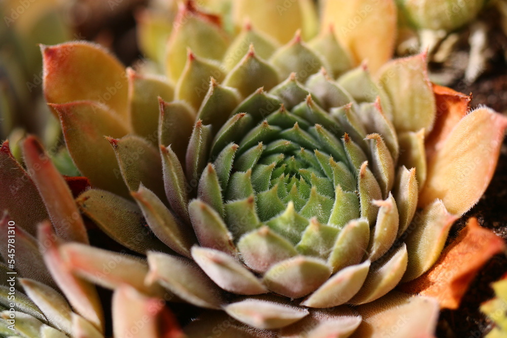 rojnik Belladonna Sempervivum