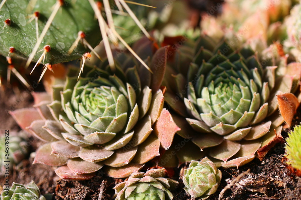 Obraz premium rojnik Belladonna Sempervivum