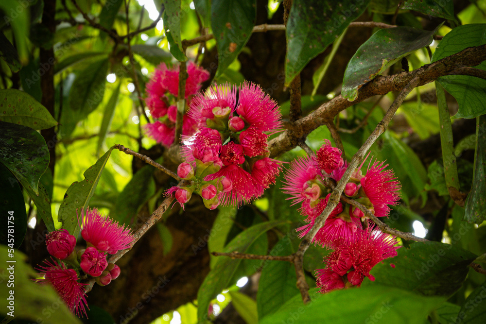 Fototapeta premium Countless thin pink petals are beautiful. The plant has several names like Mountain Apple, Rose Apple, Otaheite Apple