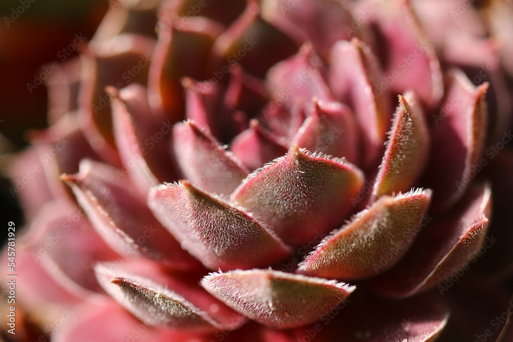 rojnik Belladonna Sempervivum rojnik Belladonna Sempervivum