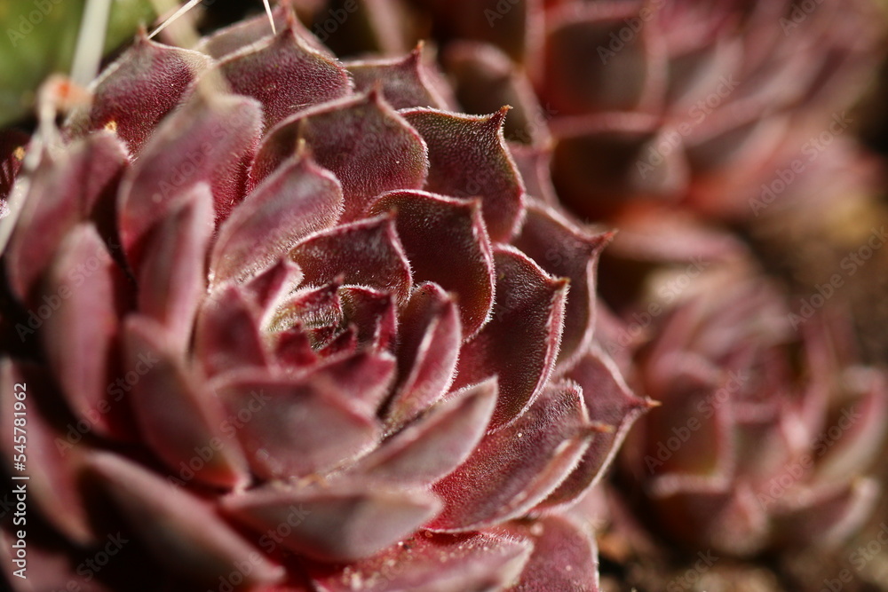 rojnik Belladonna Sempervivum rojnik Belladonna Sempervivum
