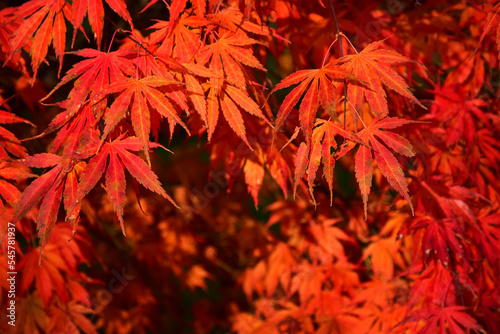 Autumn nature red maple leaf