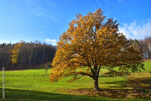Autumn nature yellow tree landscape