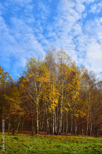 Tree sky autumn nature forest © meryll