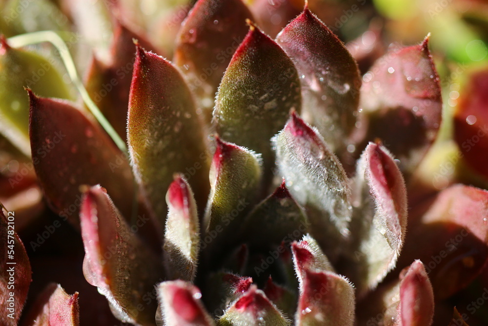 rojnik Sempervivum 'Belladonna'